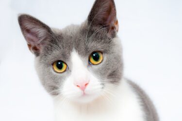 【動物看護師が解説】猫下部尿路疾患（FLUTD）の原因・症状・治療・予防法