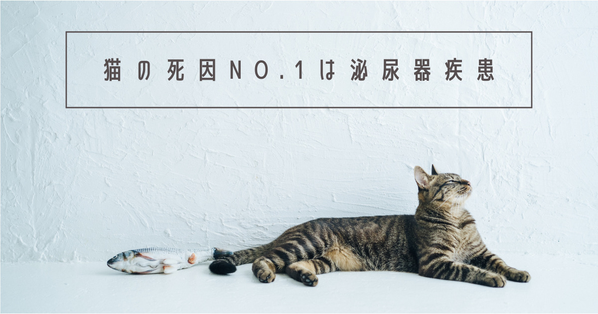 猫の死因No.1は泌尿器疾患